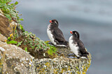 Image. Parakeet Auklet