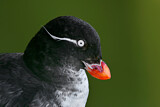Image. Parakeet Auklet
