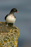 Image. Parakeet Auklet