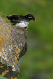 Image. Parakeet Auklet