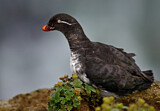 Image. Parakeet Auklet