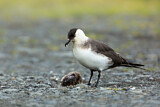 Image. Parasitic Jaeger