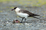 Image. Parasitic Jaeger