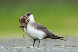 Image. Parasitic Jaeger