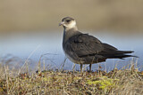 Image. Parasitic Jaeger