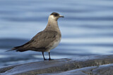 Image. Parasitic Jaeger