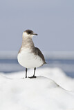 Image. Parasitic Jaeger
