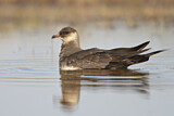 Image. Parasitic Jaeger