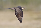 Image. Parasitic Jaeger