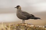 Image. Parasitic Jaeger