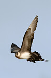 Image. Parasitic Jaeger