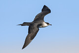 Image. Parasitic Jaeger