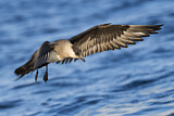 Image. Parasitic Jaeger