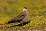 Image. Parasitic Jaeger