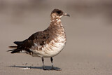 Image. Parasitic Jaeger