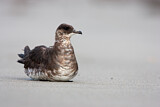 Image. Parasitic Jaeger