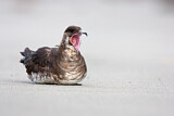 Image. Parasitic Jaeger
