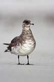 Image. Parasitic Jaeger