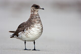 Image. Parasitic Jaeger
