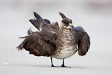 Image. Parasitic Jaeger