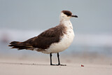 Image. Parasitic Jaeger