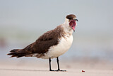 Image. Parasitic Jaeger