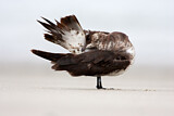 Image. Parasitic Jaeger