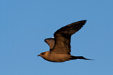 Image. Parasitic Jaeger