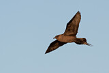 Image. Parasitic Jaeger