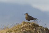 Image. Parasitic Jaeger