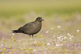 Image. Parasitic Jaeger