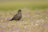 Image. Parasitic Jaeger