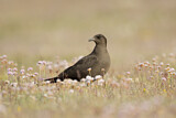 Image. Parasitic Jaeger