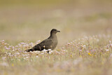 Image. Parasitic Jaeger