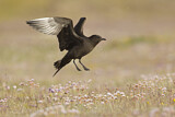 Image. Parasitic Jaeger