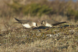 Image. Parasitic Jaeger