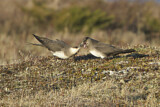 Image. Parasitic Jaeger