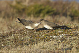 Image. Parasitic Jaeger