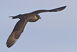 Image. Parasitic Jaeger