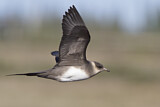 Image. Parasitic Jaeger