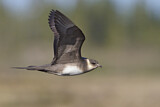 Image. Parasitic Jaeger