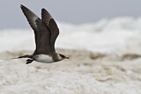 Image. Parasitic Jaeger