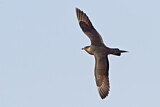 Image. Parasitic Jaeger