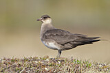 Image. Parasitic Jaeger
