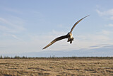 Image. Parasitic Jaeger