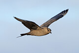 Image. Parasitic Jaeger