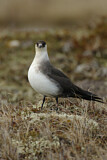 Image. Parasitic Jaeger
