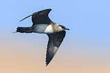 Image. Parasitic Jaeger