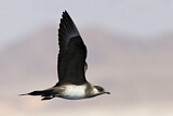 Image. Parasitic Jaeger