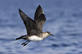 Image. Parasitic Jaeger